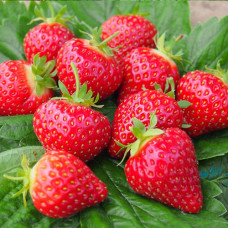 Клубника (крупноплодная) Хоней (в упаковке 5 шт.)