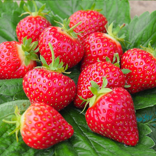 Клубника (крупноплодная) Хоней (в упаковке 5 шт.) Клубника (крупноплодная) Хоней (в упаковке 5 шт.)