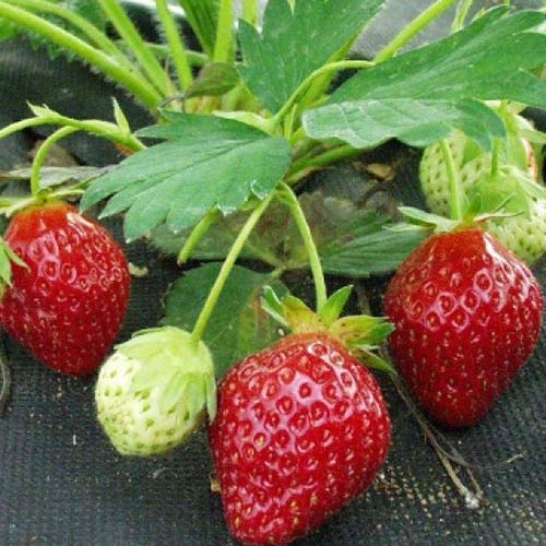 Клубника (крупноплодная) Индука (в упаковке 5 шт.) Клубника (крупноплодная) Индука (в упаковке 5 шт.)