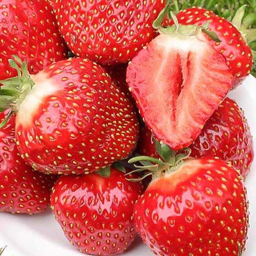 Клубника (крупноплодная) Кент (в упаковке 5 шт.) Клубника (крупноплодная) Кент (в упаковке 5 шт.)