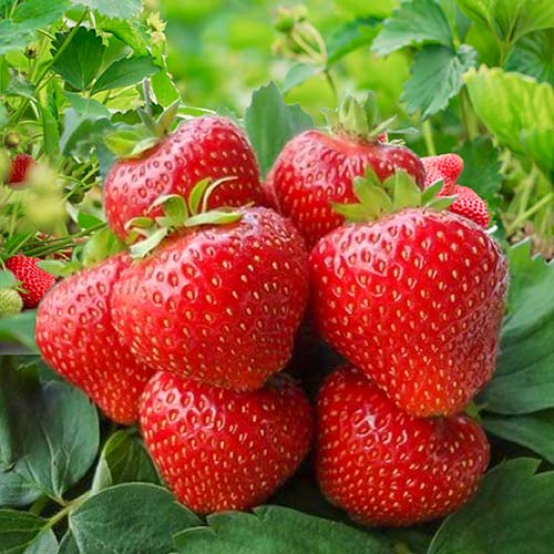 Клубника (крупноплодная) Кимберли (в упаковке 5 шт.) Клубника (крупноплодная) Кимберли (в упаковке 5 шт.)