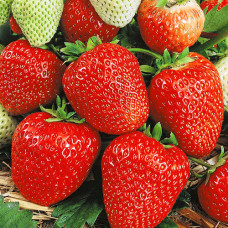 Клубника (крупноплодная) Кокинская ранняя (в упаковке 5 шт.)
