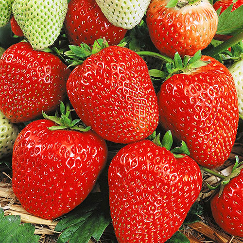 Клубника (крупноплодная) Кокинская ранняя (в упаковке 5 шт.) Клубника (крупноплодная) Кокинская ранняя (в упаковке 5 шт.)