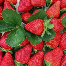 Клубника (крупноплодная) Квики (в упаковке 5 шт.)