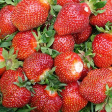 Клубника (крупноплодная) Ламбада (в упаковке 5 шт.)