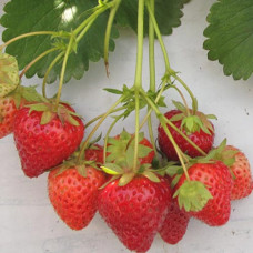 Клубника (крупноплодная) Летиция (в упаковке 5 шт.)