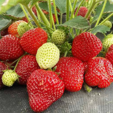 Клубника (крупноплодная) Лималексия (в упаковке 5 шт.)