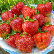 Клубника (крупноплодная) Лорд (в упаковке 5 шт.)