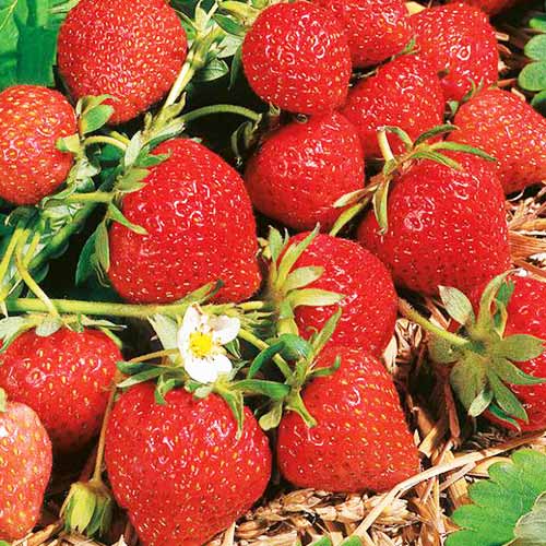 Клубника (крупноплодная) Магнус (в упаковке 5 шт.) Клубника (крупноплодная) Магнус (в упаковке 5 шт.)