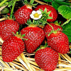Клубника (крупноплодная) Манилл (в упаковке 5 шт.)