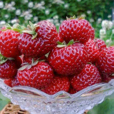 Клубника (крупноплодная) Мизе Шиндлер (в упаковке 5 шт.)
