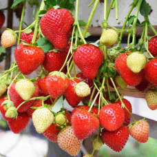 Клубника (крупноплодная) Моллинг Аллюр (в упаковке 5 шт.)