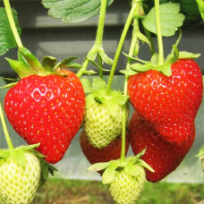 Клубника ремонтантная (крупноплодная) Моллинг Чемпион (в упаковке 5 шт.)