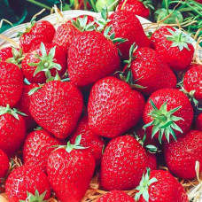 Клубника (крупноплодная) Настена Сластена (в упаковке 5 шт.)