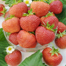 Клубника (крупноплодная) Полка (в упаковке 5 шт.)