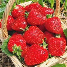 Клубника (крупноплодная) Роксана (в упаковке 5 шт.)