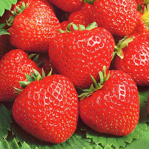 Клубника (крупноплодная) Сальса (в упаковке 5 шт.) Клубника (крупноплодная) Сальса (в упаковке 5 шт.)