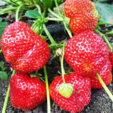 Клубника (крупноплодная) Симфония (в упаковке 5 шт.)