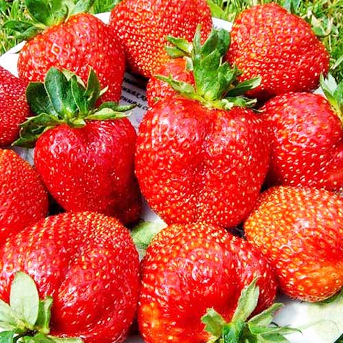 Клубника (крупноплодная) Скала (в упаковке 5 шт.) Клубника (крупноплодная) Скала (в упаковке 5 шт.)