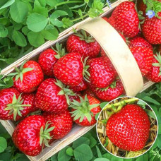Клубника (крупноплодная) Славутич (в упаковке 5 шт.)