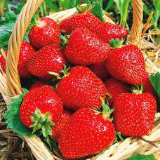 Клубника (крупноплодная) Соловушка (в упаковке 5 шт.)