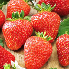 Клубника (крупноплодная) Соната (в упаковке 5 шт.)