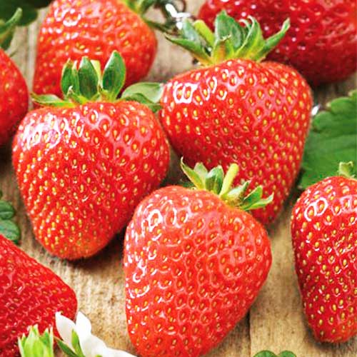 Клубника (крупноплодная) Соната (в упаковке 5 шт.) Клубника (крупноплодная) Соната (в упаковке 5 шт.)