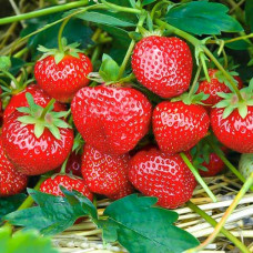 Клубника (крупноплодная) Сударушка (в упаковке 5 шт.)