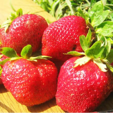 Клубника (крупноплодная) Таго (в упаковке 5 шт.)