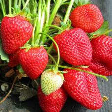 Клубника (крупноплодная) Талия (в упаковке 5 шт.)
