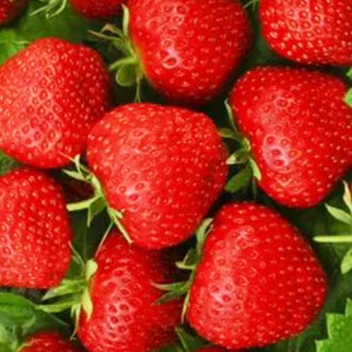 Клубника (крупноплодная) Тенира (в упаковке 5 шт.) Клубника (крупноплодная) Тенира (в упаковке 5 шт.)