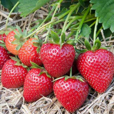 Клубника (крупноплодная) Вибрант (в упаковке 5 шт.)