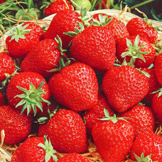 Клубника (крупноплодная) Викода (в упаковке 5 шт.)