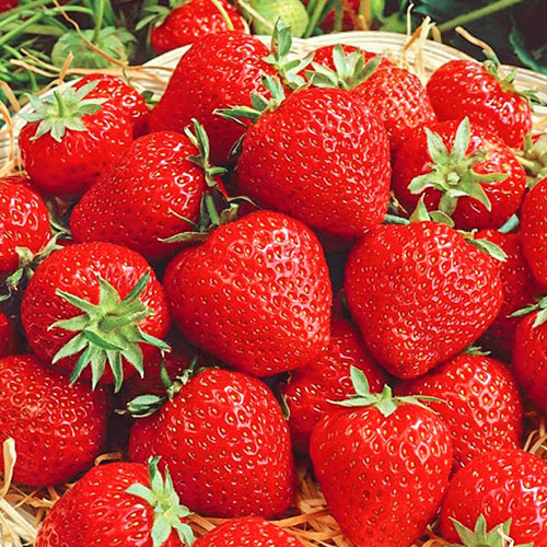 Клубника (крупноплодная) Викода (в упаковке 5 шт.) Клубника (крупноплодная) Викода (в упаковке 5 шт.)