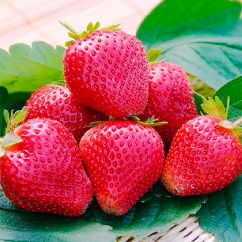 Клубника (крупноплодная) Вима Ксима (в упаковке 5 шт.) Клубника (крупноплодная) Вима Ксима (в упаковке 5 шт.)