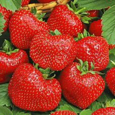 Клубника (крупноплодная) Вима Тарда (в упаковке 5 шт.)