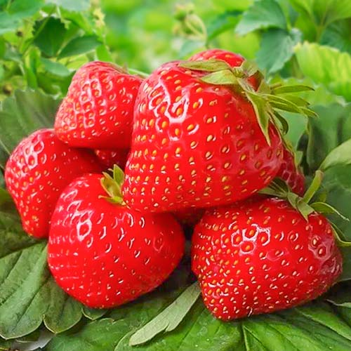 Клубника (крупноплодная) Вима Занта (в упаковке 5 шт.) Клубника (крупноплодная) Вима Занта (в упаковке 5 шт.)