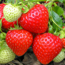 Клубника (крупноплодная) Выставочная (в упаковке 5 шт.)