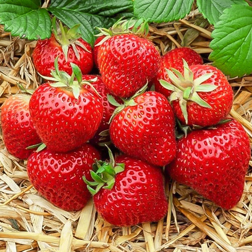 Клубника (крупноплодная) Зенга Зенгана (в упаковке 5 шт.) Клубника (крупноплодная) Зенга Зенгана (в упаковке 5 шт.)