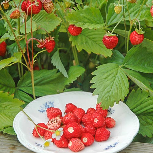 Клубника (мелкоплодная) Александрия (в упаковке 5 шт.) Клубника (мелкоплодная) Александрия (в упаковке 5 шт.)