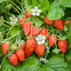 Клубника (мелкоплодная) Барон Солемахер (в упаковке 5 шт.)