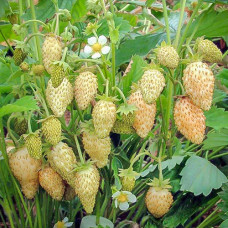 Клубника (мелкоплодная) Желтое чудо (в упаковке 5 шт.)