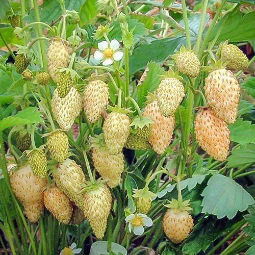 Клубника (мелкоплодная) Желтое чудо (в упаковке 5 шт.) Клубника (мелкоплодная) Желтое чудо (в упаковке 5 шт.)