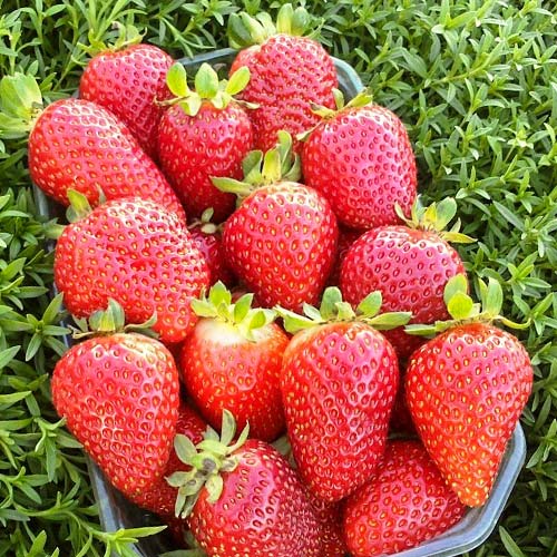 Клубника ремонтантная (крупноплодная) Альбион (в упаковке 5 шт.) Клубника ремонтантная (крупноплодная) Альбион (в упаковке 5 шт.)