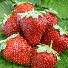 Клубника ремонтантная (крупноплодная) Альтесс (в упаковке 5 шт.)