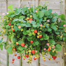 Клубника ремонтантная (крупноплодная) Ампельная (в упаковке 5 шт.)