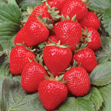 Клубника ремонтантная (крупноплодная) Анабель (в упаковке 5 шт.)