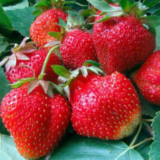 Клубника ремонтантная (крупноплодная) Аромас (в упаковке 5 шт.)