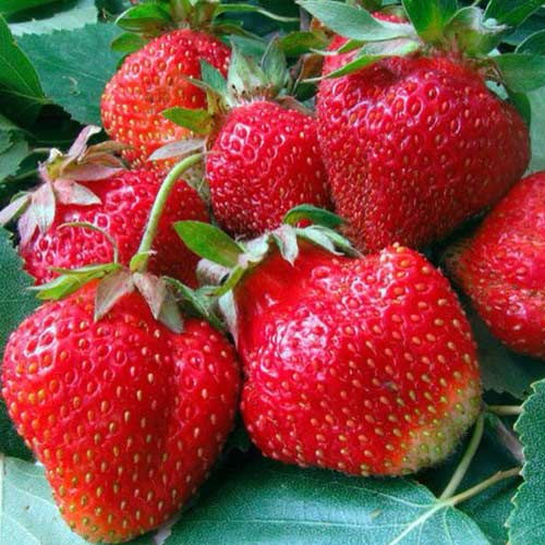 Клубника ремонтантная (крупноплодная) Аромас (в упаковке 5 шт.) Клубника ремонтантная (крупноплодная) Аромас (в упаковке 5 шт.)