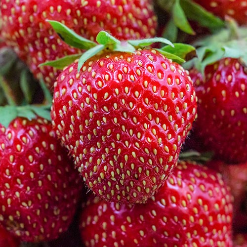 Клубника ремонтантная (крупноплодная) Диамант (в упаковке 5 шт.) Клубника ремонтантная (крупноплодная) Диамант (в упаковке 5 шт.)